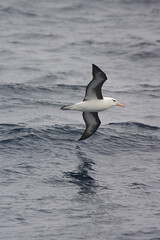 Black-browed Albatross, Wenkbrauwalbatros, Thalassarche melanophrys
