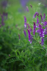 Fototapeta premium Photo of beautiful blue flowers.