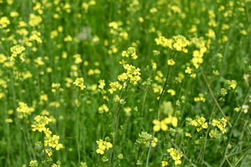 field of dandelions