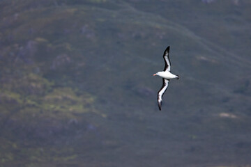 Black-browed Albatross, Wenkbrauwalbatros, Thalassarche melanophrys
