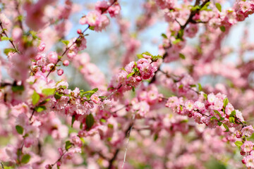 pink cherry blossom