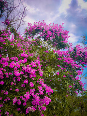 Obraz premium Ajar tree with flowers