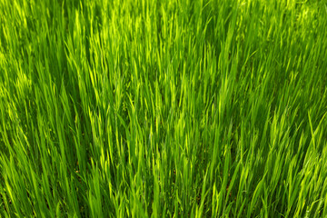 green grass background