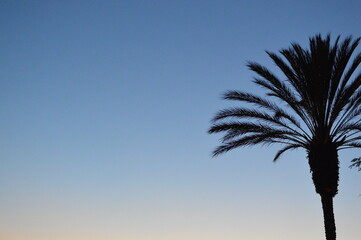 Palm Tree - Sunset