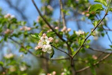  tree flower