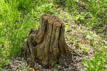 stump in the woods