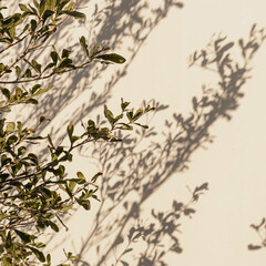 Green tree plant leaves and sunlight shadows on neutral beige wall. Aesthetic floral shadow...
