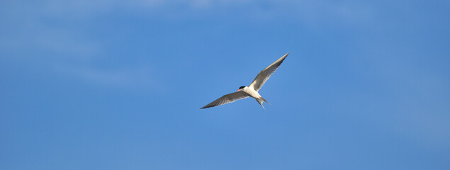 Sterne Pierregarin / (En) 	Common Tern