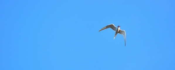 Sterne Pierregarin / (En) 	Common Tern