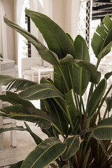 Closeup of beautiful lush green tropical palm leaves. Summer travel vacation floral background