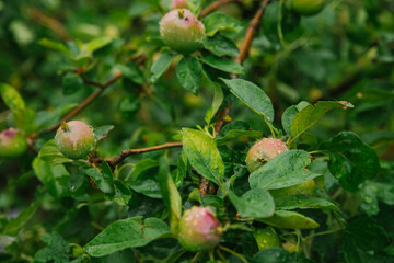 Green apples on a branch in the rain. The leaves and fruits are covered with raindrops. Gardening and agriculture.