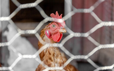 Rooster in a cage. The red cock looks out of the cage. Summer Aviary for poultry. Agriculture. High quality photo