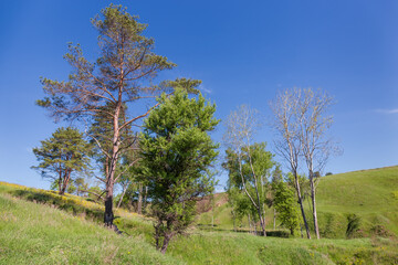 Trees rarely growing on ravine slope against a clear sky