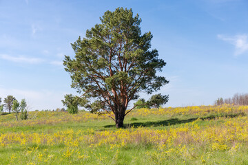Single pine with curved branched trunk among the meadow
