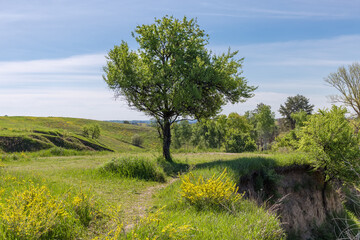 Fototapeta premium Wild pear tree growing at the edge of the ravine