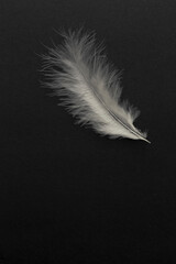 White feather and copy space on black backgrounds