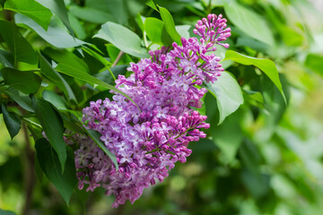 Inflorescence of flowering purple lilac among leaves, close-up