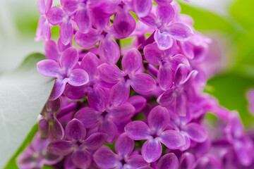 Flowers of purple lilac in the inflorescence, close-up