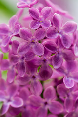 Flowers of purple lilac, close-up in selective focus