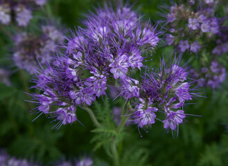 Blue phacelia flower in bloom close-up. Blurry background. Annual pollinator friendly plant. Flower for bees. Green manure.