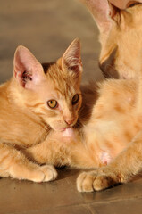 The yellow mother cat is breastfeeding her kitten