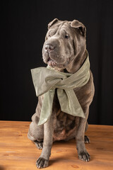General shot of gray shar pei dog, with bright bow on the neck, on wooden table and black...