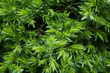 Juniper needles. 06/06/2021 19:50