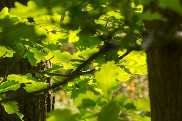 Fototapeta na wymiar green oak leaves on a background of green nature