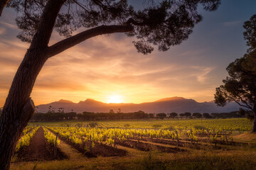 Fototapeta na wymiar Sunrise over vineyard in Corsica