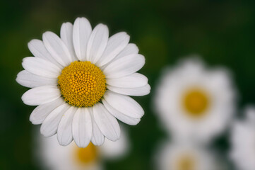 Closeup of white Daisy flower in the meadow