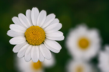 Fototapeta premium Closeup of white Daisy flower in the meadow