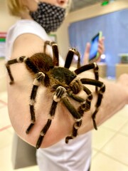 spider on the web