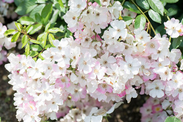 満開のバレリーナ（バラ）