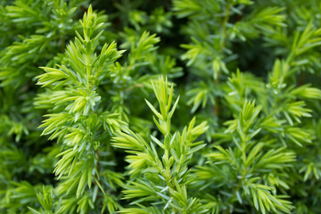 Juniper needles. 06/06/2021 19:50