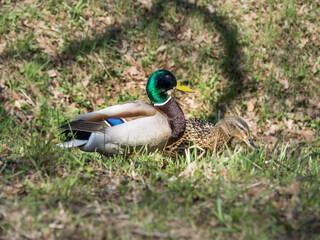 Drake and mallard walk on green grass in a meadow near the water. Walking waterfowl on the ground in the city park.