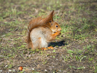 A gray-red squirrel gnaws a nut. Squirrel gnaws a nut on green grass in a city park. The fluffy red tail is pressed to the body. Wild squirrel.