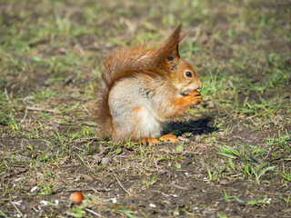 Naklejka na ściany i meble A gray-red squirrel gnaws a nut. Squirrel gnaws a nut on green grass in a city park. The fluffy red tail is pressed to the body. Wild squirrel.