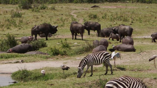 Herds of African Buffalos (Syncerus caffer) and Zebras (Equus quagga) walking through a savanna and eating grass. The many glorious animals peacefully coexist in the near endless fields of Kenya.