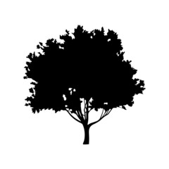 Fototapeta premium tree silhouette on white background