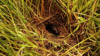 Cricket chirping sound effect.
Spring field cricket insect noise.
Night Crickets singing.
Most cricket songs “calling songs” designed to attract females, but remain hidden from predators in a burrow