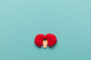 Human kidney, prevention and treatment of diseases. Urology healthcare. Copy space for text.