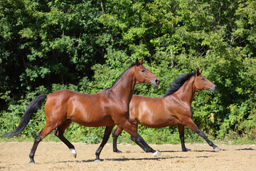 Beautiful pair of race thoroughbred horse galloping across the paddock