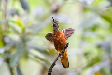 Matthewhoornkolibrie, Chestnut-breasted Coronet,  Boissonneaua matthewsii