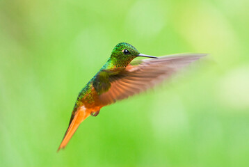 Matthewhoornkolibrie, Chestnut-breasted Coronet,  Boissonneaua matthewsii