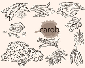 Carob sketch, vector set. Carob fruits, pods with grains, on a branch and in powder. Ceratonia tree pods. Growing and collecting superfood, farming and agriculture.