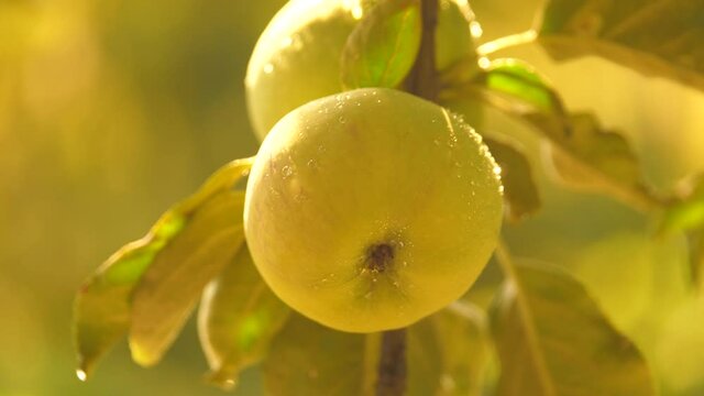 Green apple with water drops on a tree branch in the garden. Summer garden. The apple harvest ripens on the apple tree. Gardening concept. Growing food, fruits in open air. Fresh, tasty, juicy fruits