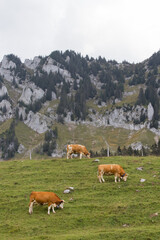 Fototapeta na wymiar Beautiful Swiss cows in the mountains Euschelspass, Jaun
