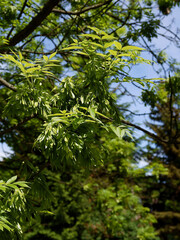 foliage and winged-seeds of ash tree - Fraxinus excelsior 