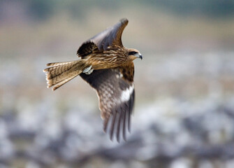 Black-eared Kite, Zwartoorwouw, Milvus lineatus