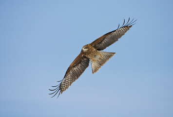 Zwartoorwouw, Black-eared Kite, Milvus lineatus